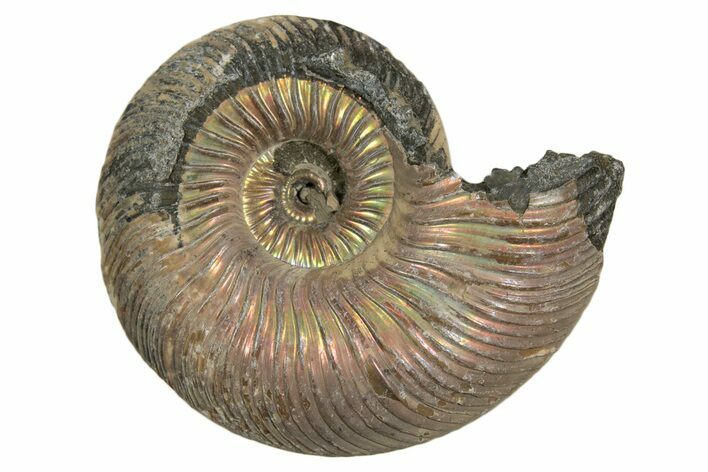 Iridescent, Pyritized Ammonite (Quenstedticeras) Fossil - Russia #337302